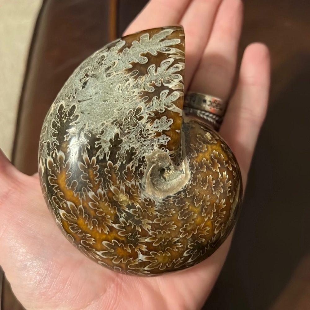 Natural Ammonite Shell Fossil Crystal Specimen Madagascar -336g RARE